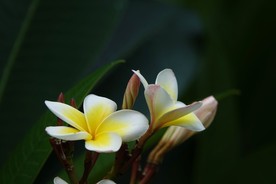 鸡蛋花