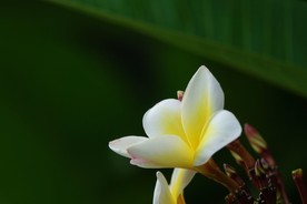 鸡蛋花