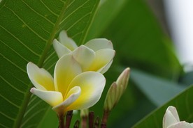 鸡蛋花