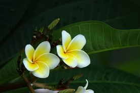 鸡蛋花