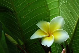 鸡蛋花