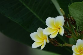 鸡蛋花