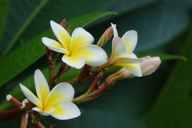 鸡蛋花