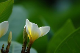 鸡蛋花