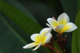 鸡蛋花