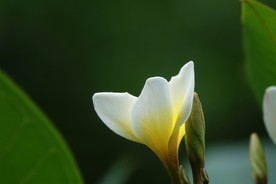 鸡蛋花