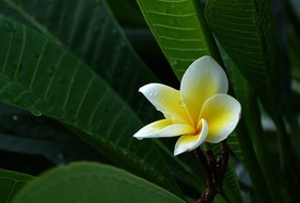 鸡蛋花