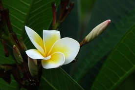 鸡蛋花
