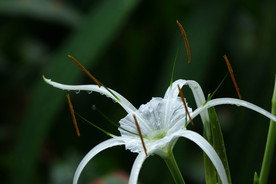 蜘蛛兰