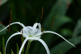 蜘蛛兰