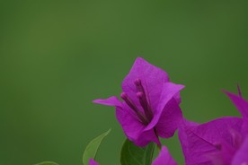 三角梅
