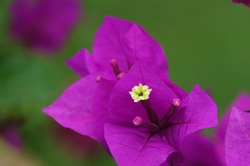 三角梅