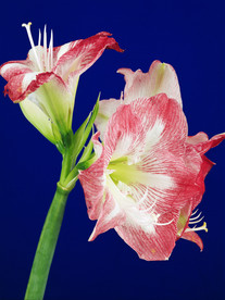 鲜花花艺