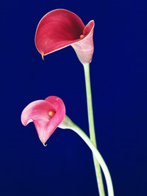 鲜花花艺
