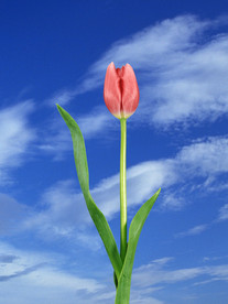 鲜花花艺