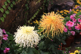 菊花