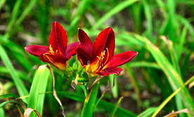 萱草花