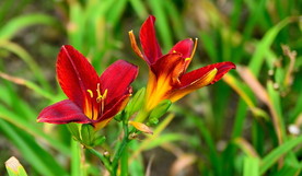 萱草花