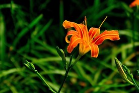 萱草花