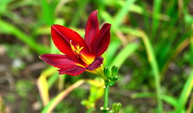 萱草花