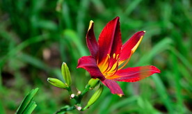 萱草花