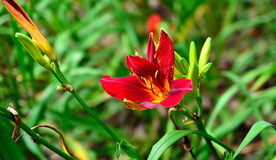 萱草花