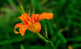 萱草花