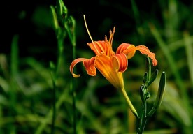 萱草花