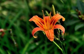 萱草花