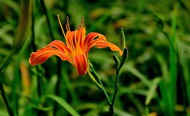 萱草花