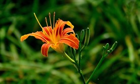 萱草花
