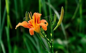 萱草花