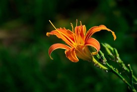 萱草花