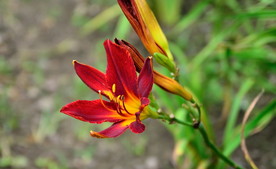萱草花