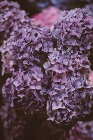 丁香花