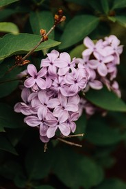 丁香花
