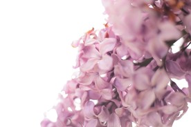 丁香花
