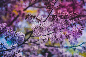 丁香花