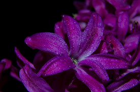 丁香花