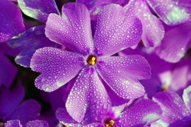 丁香花