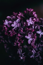 丁香花