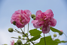 芙蓉花