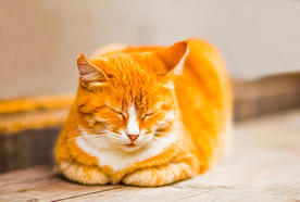 动物 猫