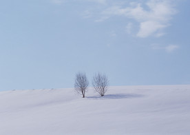 雪原上的孤树