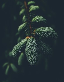 松枝