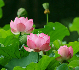 莲花