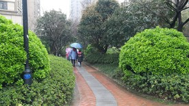 小区内的林荫小道