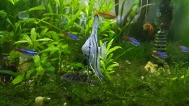 鱼缸