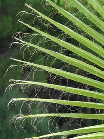 棕榈树叶子