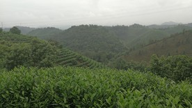 茶山